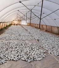 Load image into Gallery viewer, White Sage Bundles